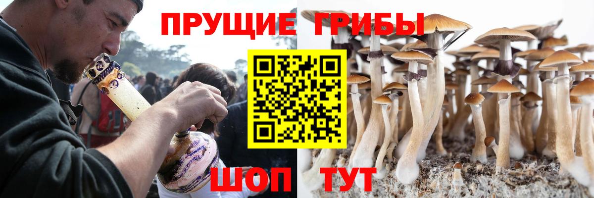Чита  Галлюциногенные грибы Psilocybine cubensis  Вход с VPN 